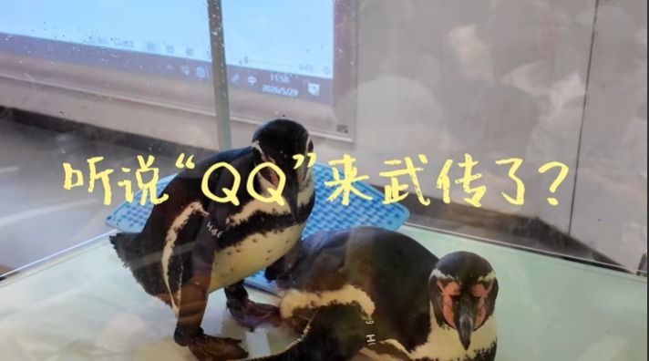 问鼎娱乐